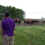 Big Woods Bison Farm