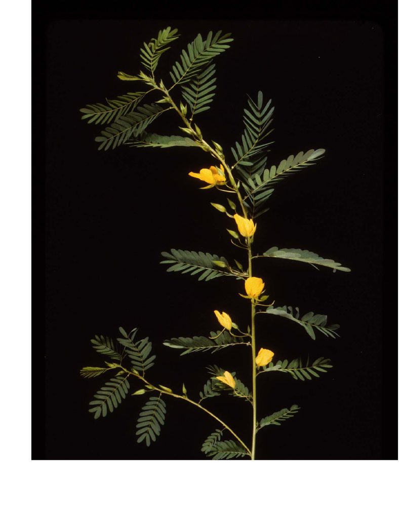 Flowering Chamaecrista shoot
