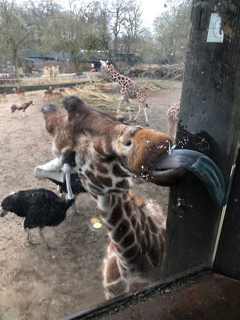 giraphe licking the glass in copenhagen zoo