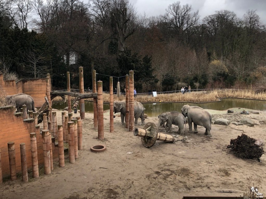 elephants in copenhagen zoo
