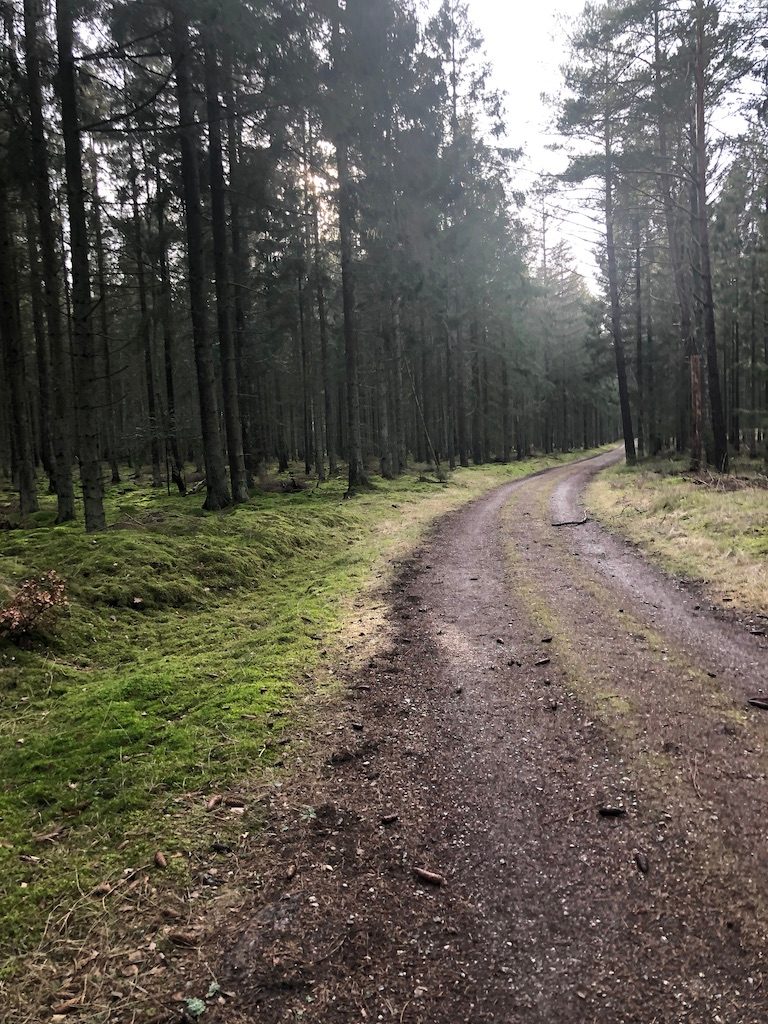 dirt path in woods