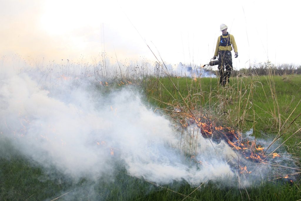 Person dressed in yellow safety suit uses a tool to ignite a prescribed burn in the Arboretum. A line of smoke and small fire arcs across the image foreground.