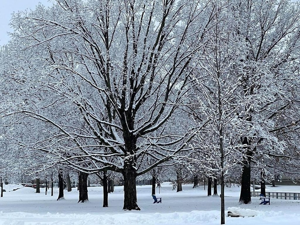 Snow covered trees