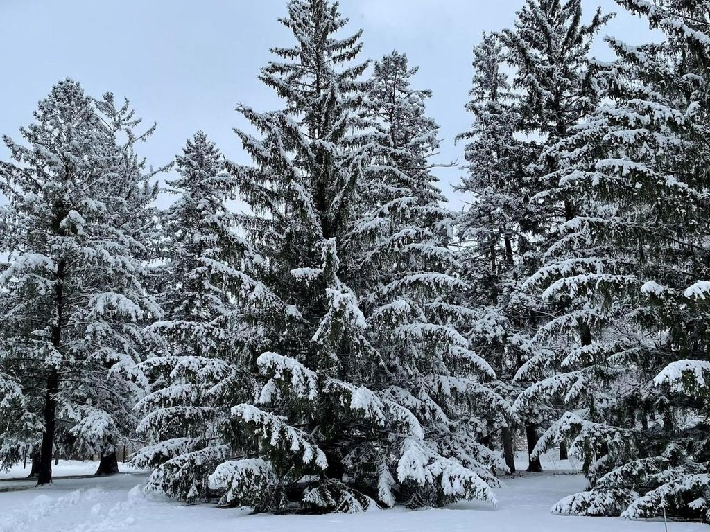 Snow covered pine trees