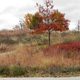 The arb in fall