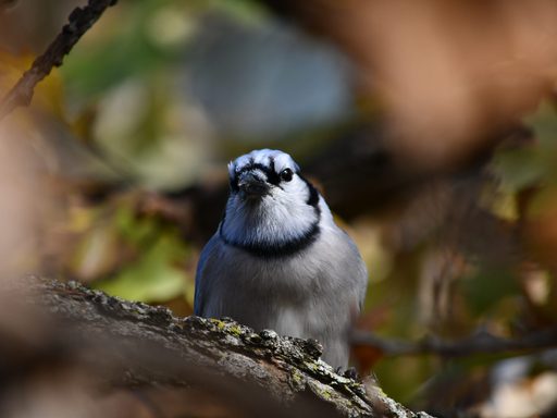 Caught this bluejay lurking outside of the Rec the other day... what should we name it?