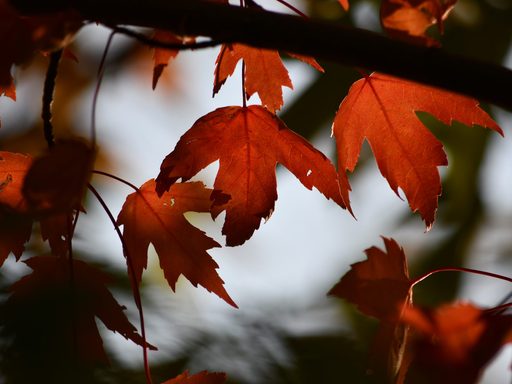 Been really enjoying the evening light shining through the leaves as they change color! Happy fall!