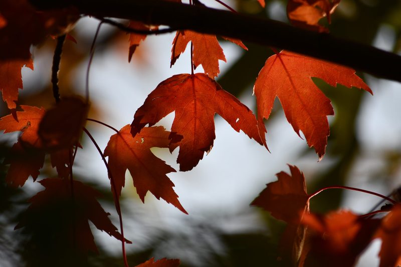 Silhouettes of tree branches with reddish-orange leaves.