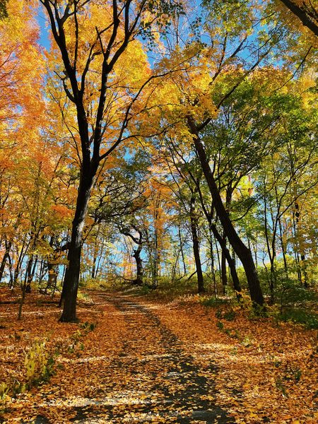 A nature walking path covered in fall colored leaves.