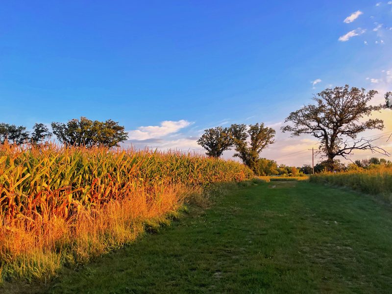 Sunlight hitting cornstalks in a country farm field.