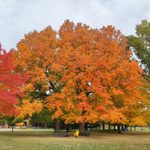 Large trees with red and orange leaves.