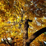 Picture is of a tree with golden fall leaves.