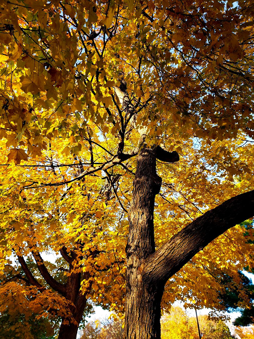 Picture is of a tree with golden fall leaves.
