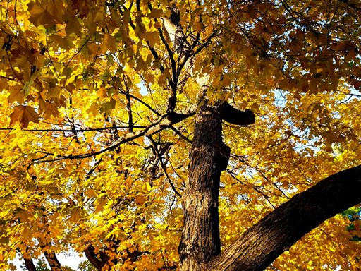 Picture is of a tree with golden fall leaves.