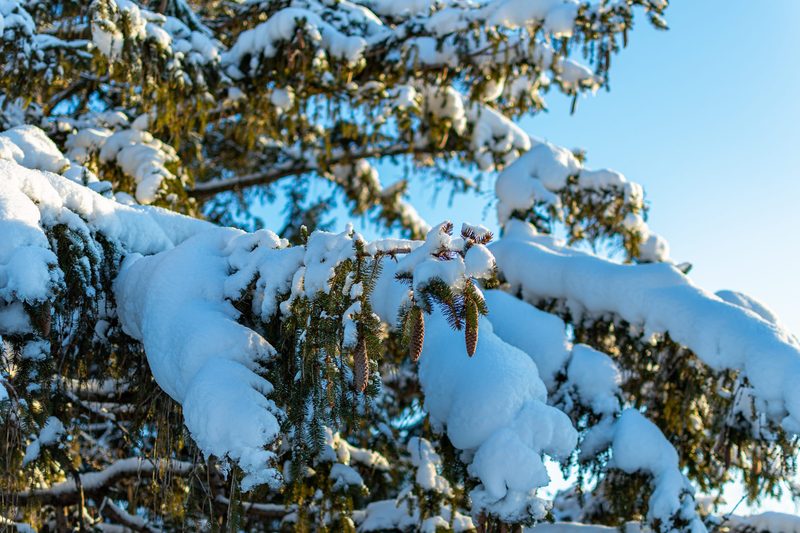 Close-up photo of pine tree leaves covered in snow.