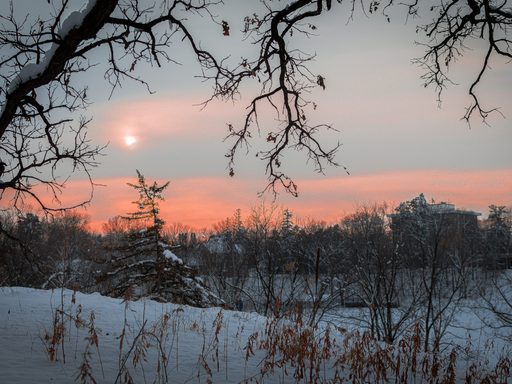 A tree branch in front of a sunset.