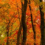 Trees with vibrant fall colors.