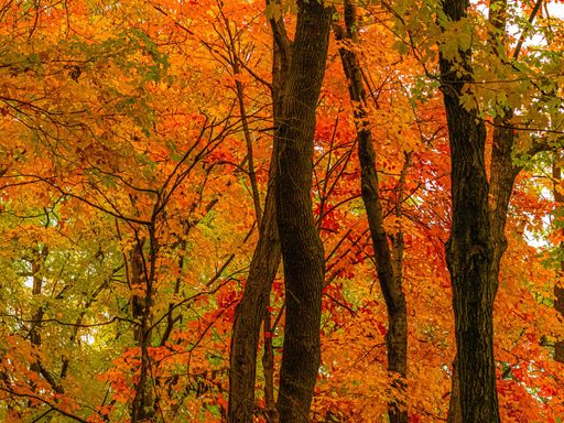 Trees with vibrant fall colors.