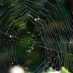 Close-up of a spider web.