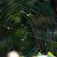 Close-up of a spider web.