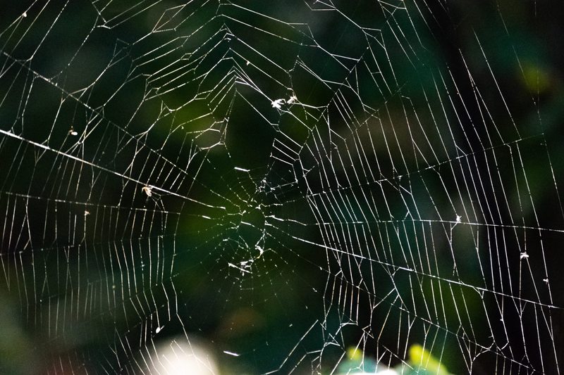 Close-up of a spider web.