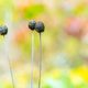 Close-up of black spherical plant with a long stalk.