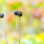 Close-up of black spherical plant with a long stalk.
