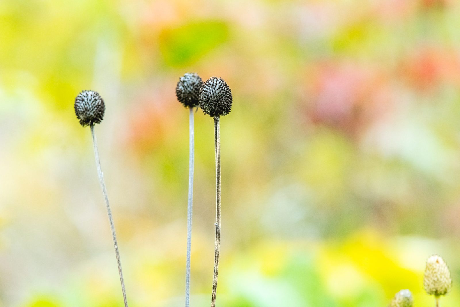 Close-up of black spherical plant with a long stalk.