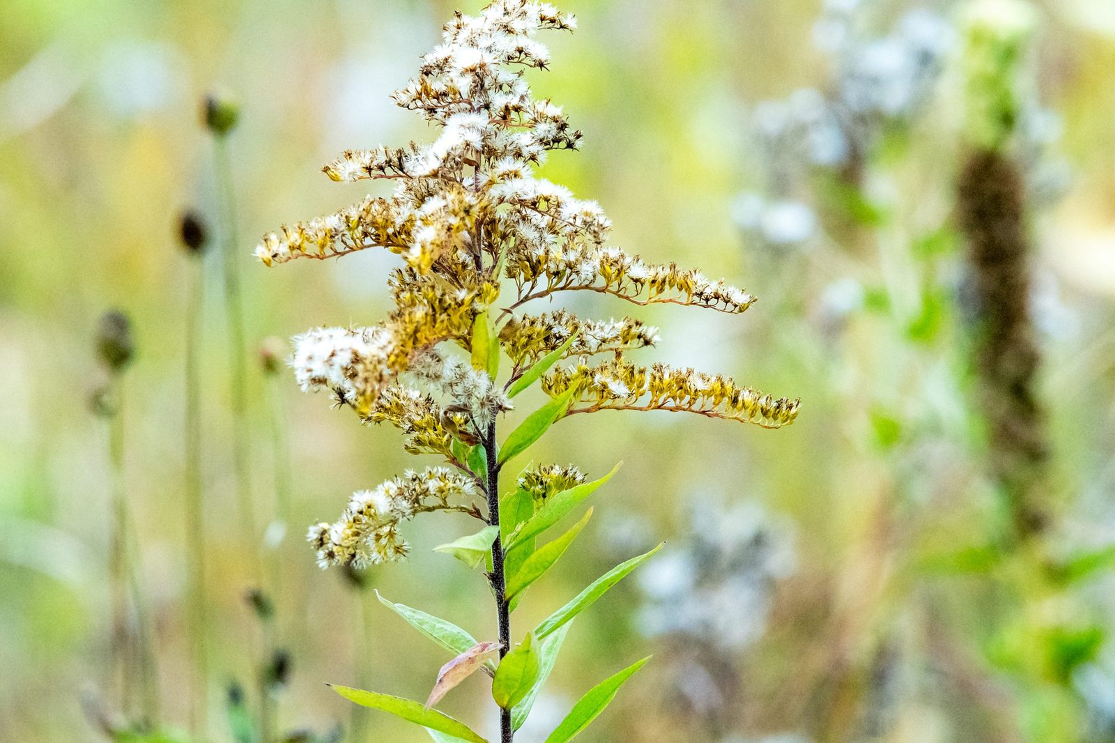Close-up of a plant with white flowers.