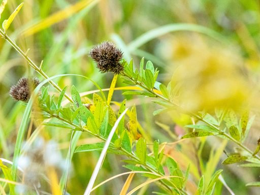 Close-up of a spiky prairie plant.