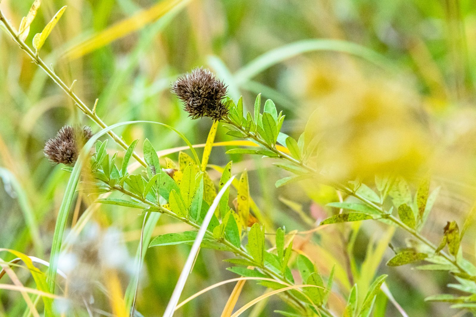 Close-up of a spiky prairie plant.