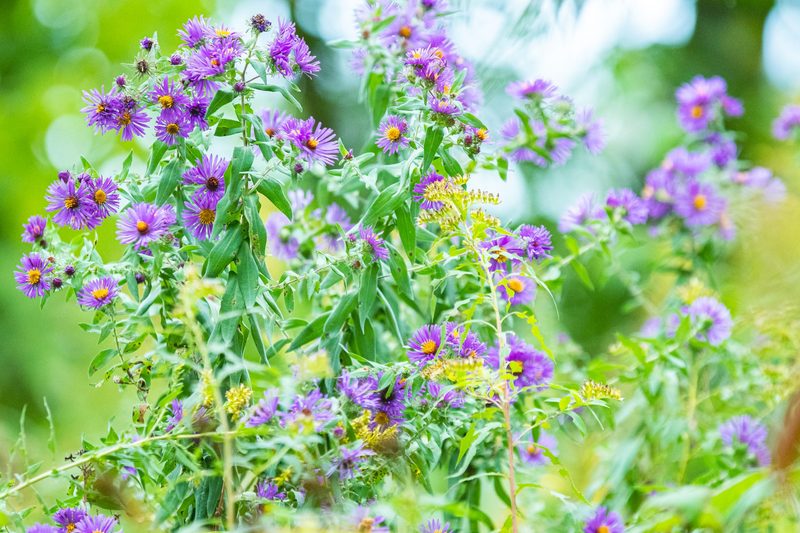 Close-up of a cluster of flowers.