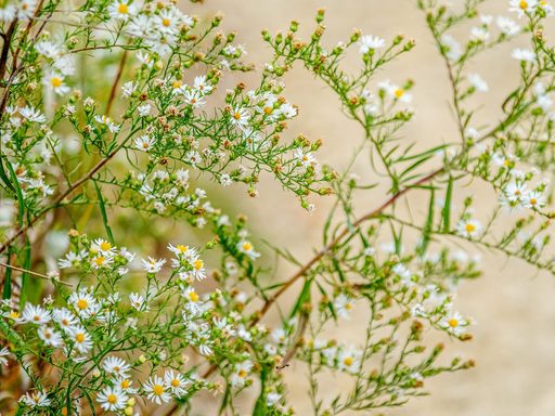 Close-up of a cluster of flowers.