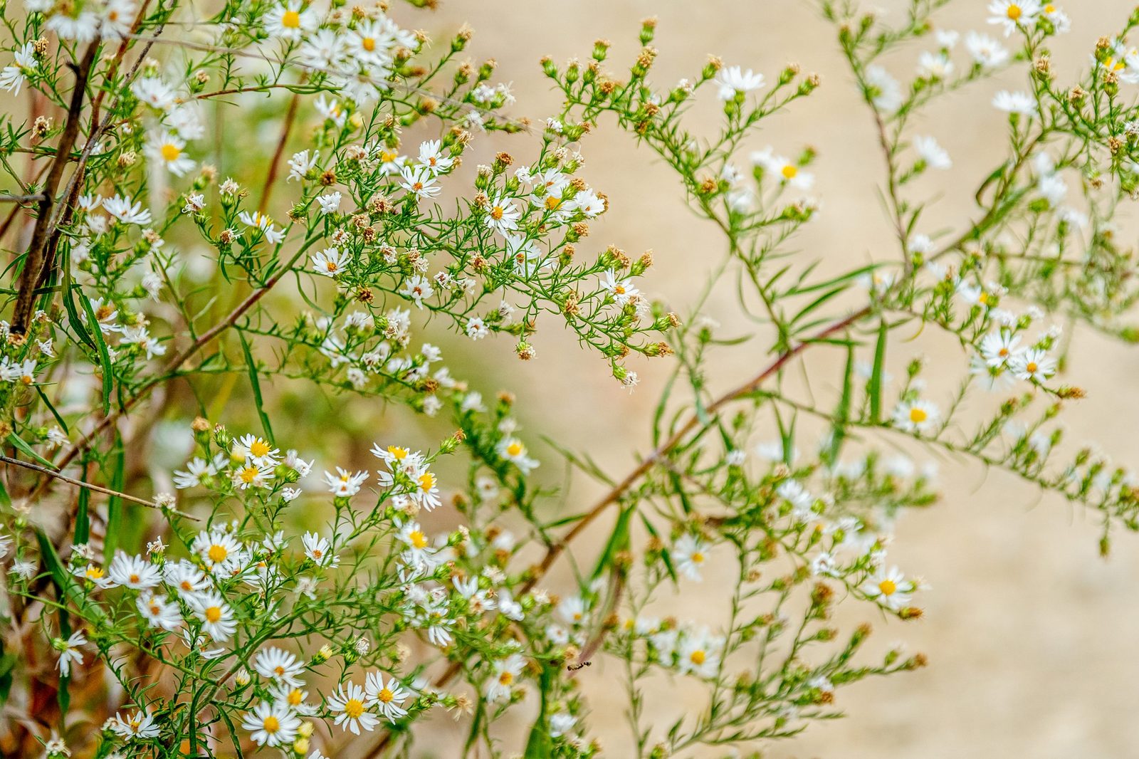 Close-up of a cluster of flowers.