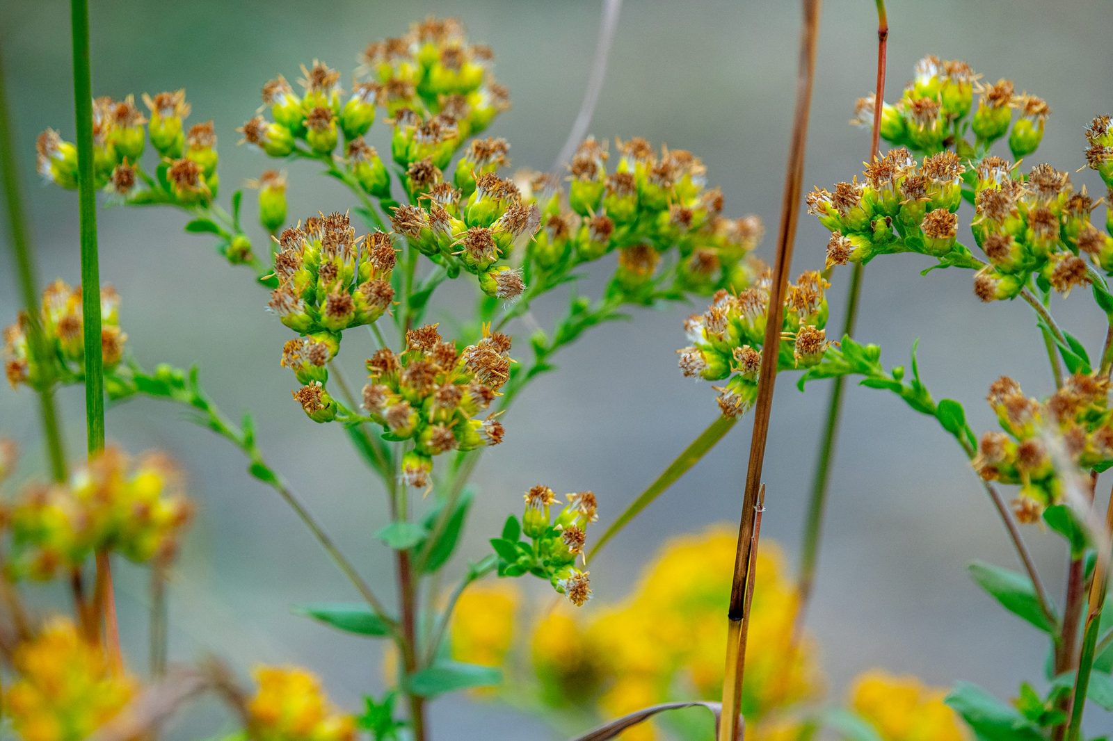 Close-up of a prairie plant with flowers.