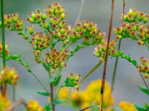 Close-up of a prairie plant with flowers.