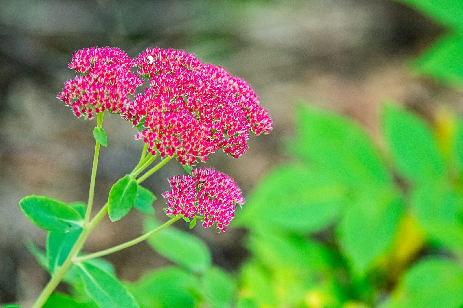 Close-up of prairie plant with flowers.