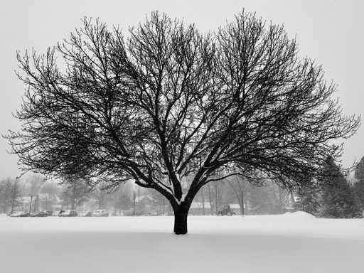 The tree, like Carleton students, stays strong even during harsh winters.