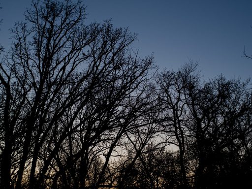 The sunset during an evening walk in the arb.
