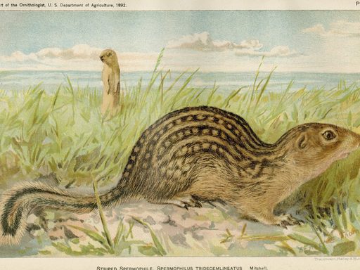 illustration of striped rodent in the grass