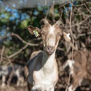 Goat
