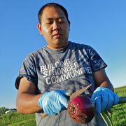 A worker cuts a red onion off its stalk