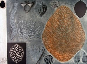orange and black image