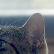Still from Pet Friendly