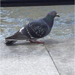 Percy Pigeon 2