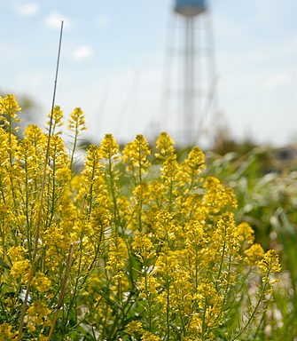 view of grass and water tower
