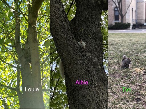 Three squirrel pictures, three names
