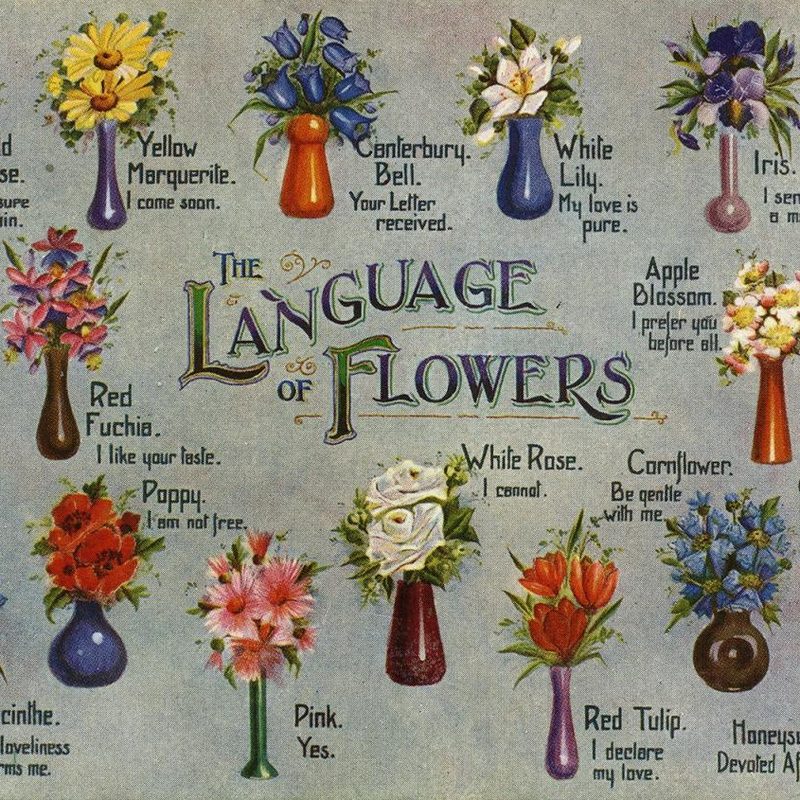 There’s Rue for You A Guide to Victorian Flower Language The Second